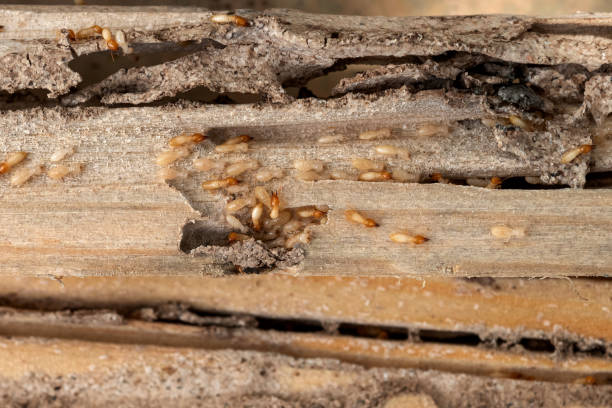 Parker, SC Pest Control Company